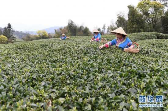 （社会）（1）福鼎茶乡迎来白茶开茶季