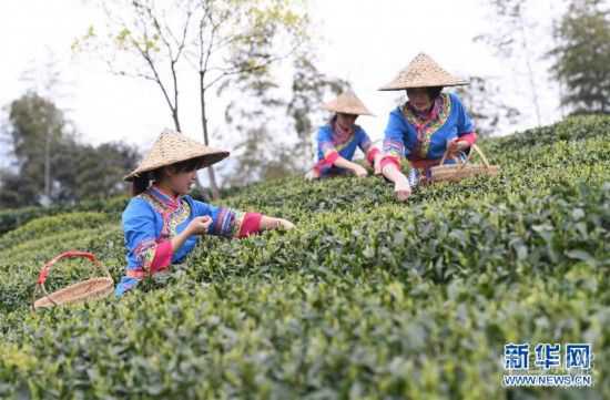 （社会）（4）福鼎茶乡迎来白茶开茶季