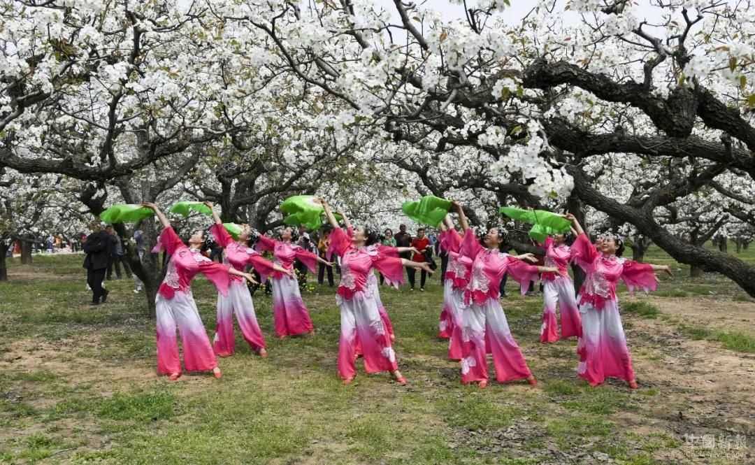 中国•江苏省丰县第20届梨花节开幕1