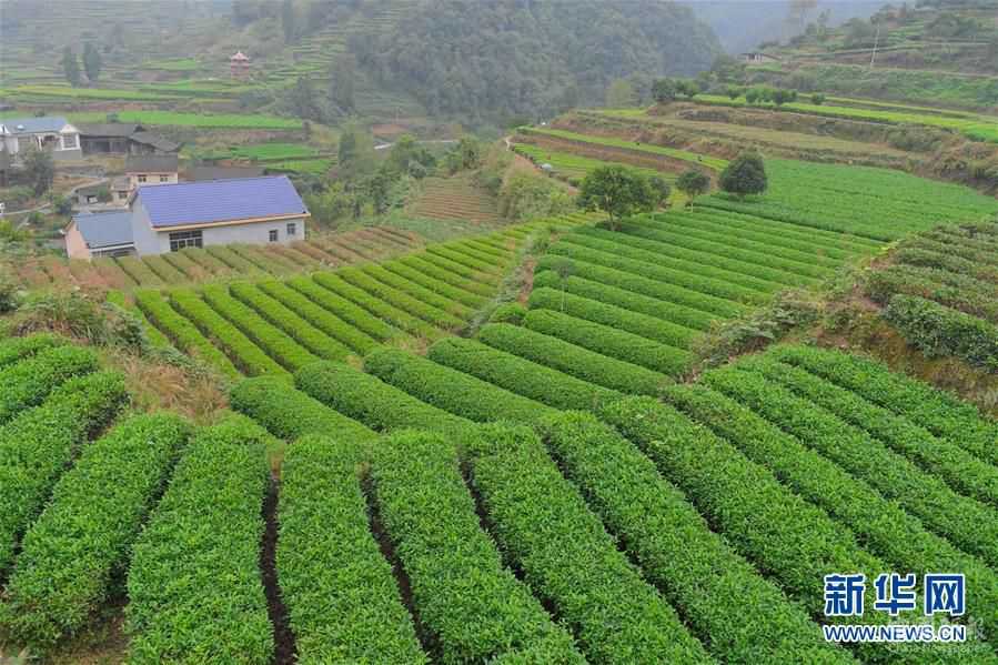 （新华全媒头条·图文互动）（3）武陵深处展新颜——湘西贯彻精准扶贫理念的生动实践