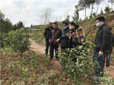 重庆梁平区司法局：“植树+脱贫”助力贫困户增收