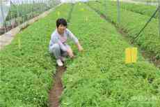 贵州一餐馆女老板为解决食材难题 打造野菜产业链