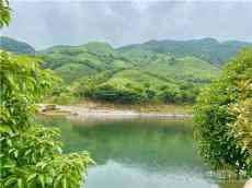 三峰茶园：生态百叠岭 火焰杀茶虫