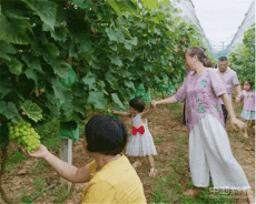 湖南洞口：引进阳光玫瑰葡萄 助贫困群众脱贫致富