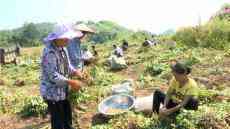 瓮安县天文镇玉屏村：花生种植“生”出致富路