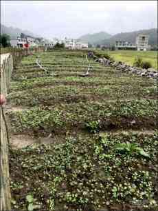 瓮安平定营镇：盘活坝区闲置土地为村民送上“绿色福利”