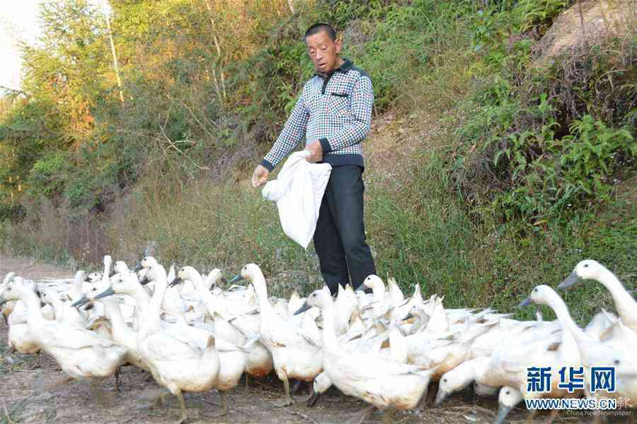 （决战决胜脱贫攻坚·图文互动）（3）闽西“鸭倌”罗水通脱贫记