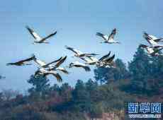 江西都昌：鄱阳湖区鹤家乡