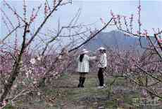 安徽庐江：岱鳌山下桃花艳