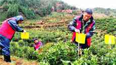 安徽休宁：生物防治保春茶质量（图）