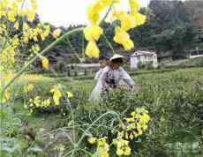  春分时节采茶忙