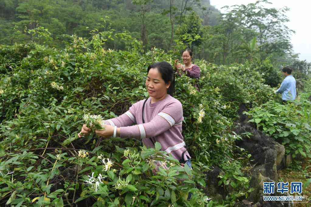 4月13日，在马山县加方乡大陆村，农民在采摘金银花。时下，广西马山县进入金银花采摘季，当地农民抢抓农时，采摘金银花供应市场。马山县金银花种植面积超过4万亩，是助力当地农民增收的重要产业。