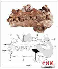 云南出土未知恐龙化石[图]