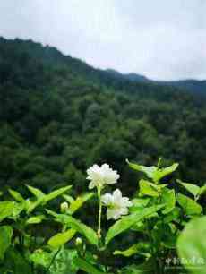 阳台上那些花儿