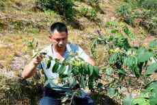 湖南隆回：金银花助乡村振兴 昔日荒山变金山