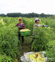 安徽庐江：黄蜀葵 致富花