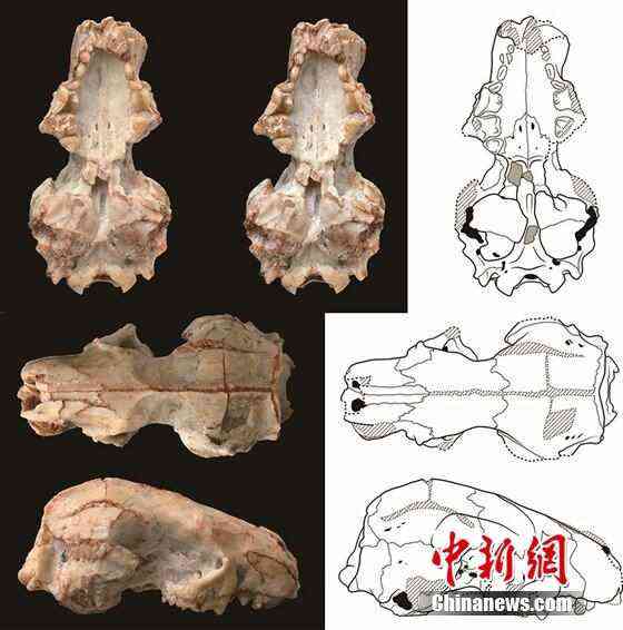 中国新发现2000万年前短面猬化石