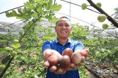 衡阳市珠晖区无花果种植基地迎来采摘游