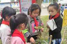 休宁县蓝田小学：大家一起认植物