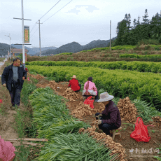 湖南汝城县卢阳镇：金秋姜农收获忙