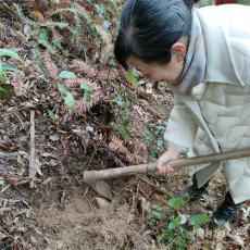 挖冬笋、吃杀猪饭，黟县东边河体验民俗之行