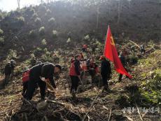 休宁县鹤城乡：植树造林添新绿