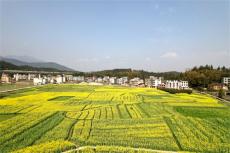 “幸福乡村”美如仙景