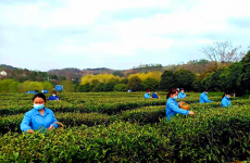 陕西春茶上市 茶产业成助力乡村振兴绿色富民产业