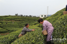 供电护航促增产  低碳环保茶飘香