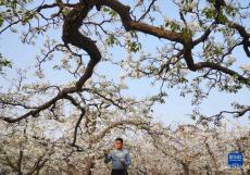 河北赵县：梨花盛开 果农疏花授粉忙