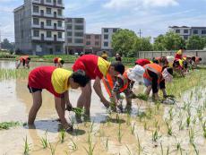 洞口县岩山镇中心小学把劳动课搬到田间地头