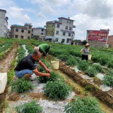 李军强：办好家庭农场 助力乡村振兴