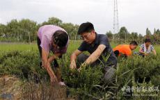 安徽庐江：奇花异草创出新天地