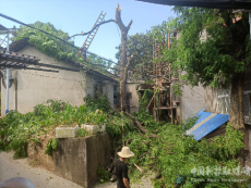 衡阳市珠晖区苗圃街道：摘掉“揪心树” 解除居民忧