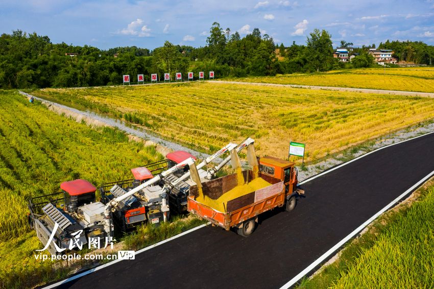 2022年8月7日，收割机在四川省广安市广安区恒升镇龙桥村优质粮油产业园收割成熟的水稻。