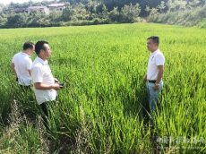 衡阳市珠晖区：田间地头问水情 齐力施策解民忧