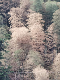 百年未见，成片楠竹渴死 当地干群多举措防火保人畜用水