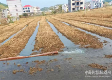 湖南武冈湾头桥镇：旱田披新绿 秋冬种正当时