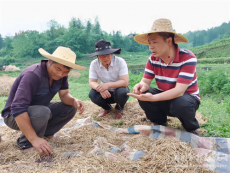 吴振华：动活坪山乡村振兴“三步棋”