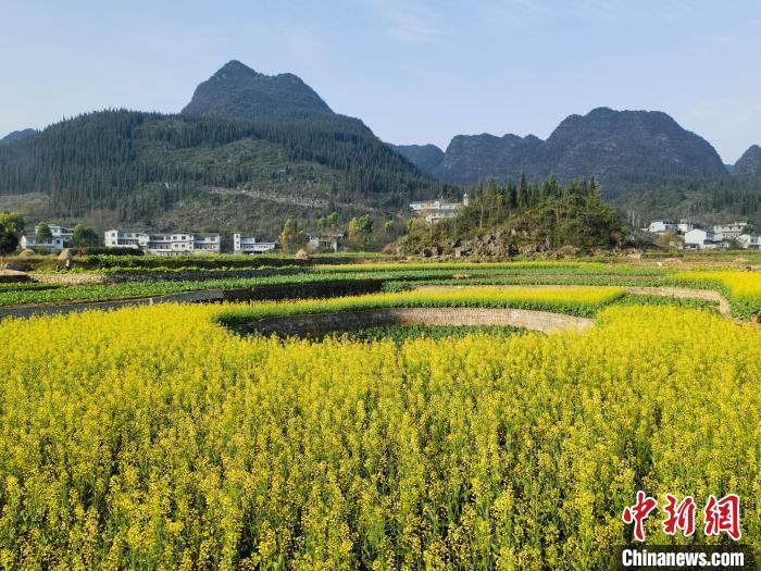 贵州兴义万峰林油菜花局部盛开。　张德厚 摄