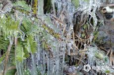 北方多地降温明显 东北将迎今冬以来最强降雪