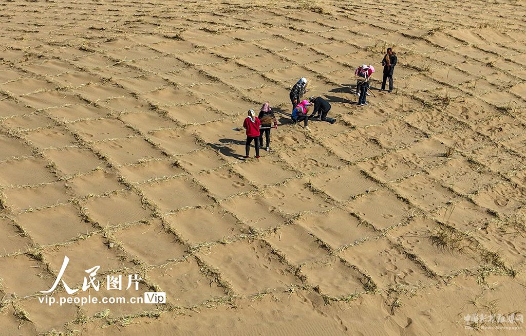 甘肃临泽：栽种梭梭战风沙