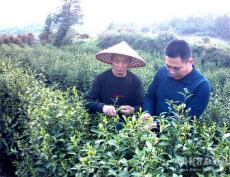 安徽庐江：复退军人带动村民种茶致富