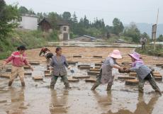 贵州：水稻育秧集中化 “流水线”上生产忙