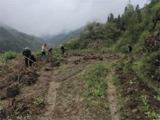 休宁县回岭村：撂荒地里种下金种子