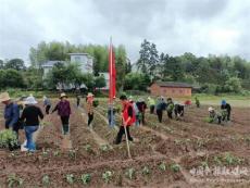 湖南攸县宁家坪镇:：建五百亩烟薯基地  培百万元市场新体