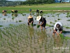 湖南宜章黄沙镇：烟稻轮作助农增收