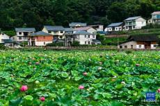 贵州岑巩：人居环境整治 扮靓美丽乡村