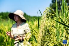 重庆大足：五彩稻田好“丰”景