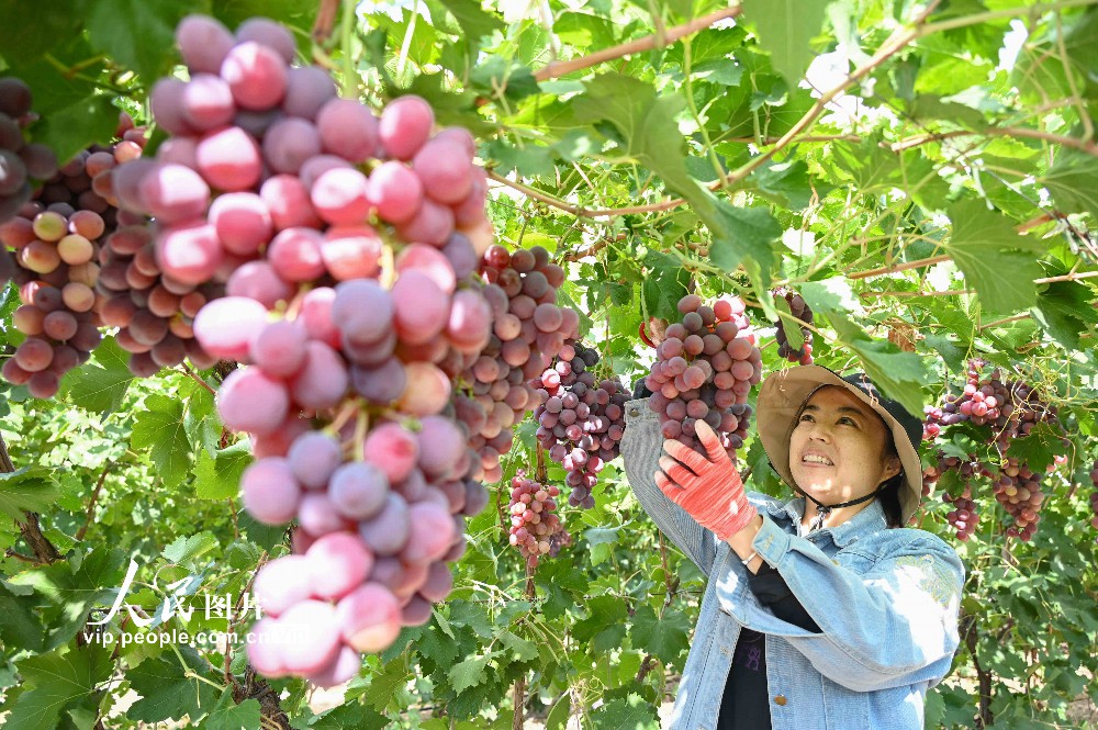 2023年9月19日，新疆昌吉回族自治州昌吉市三工镇二工村葡萄种植基地，农民在田间采摘、搬运、分拣、装车，一派丰收景象。